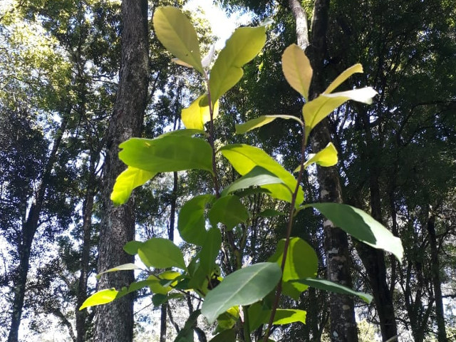 zdjecie yerba mate zdjecie yerba mate