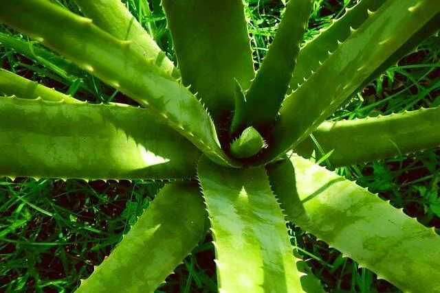 Najczęściej zadawane pytania o aloes