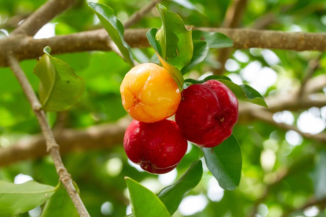 acerola