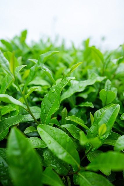 zielona herbata matcha