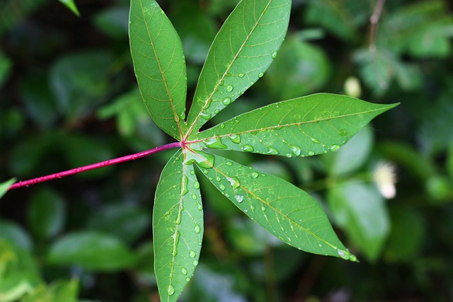 tapioka granulki