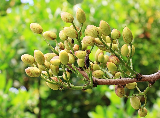 pistacje na gałazce pistacje na gałazce